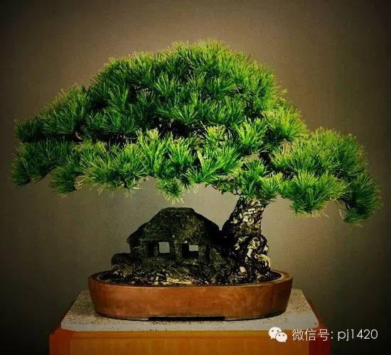 這些盆景，盆盆超過一百歲！ 