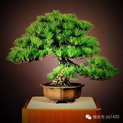 這些盆景，盆盆超過一百歲！ 