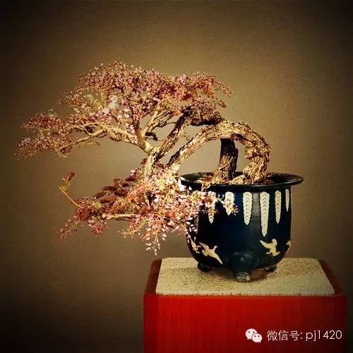 這些盆景，盆盆超過一百歲！ 