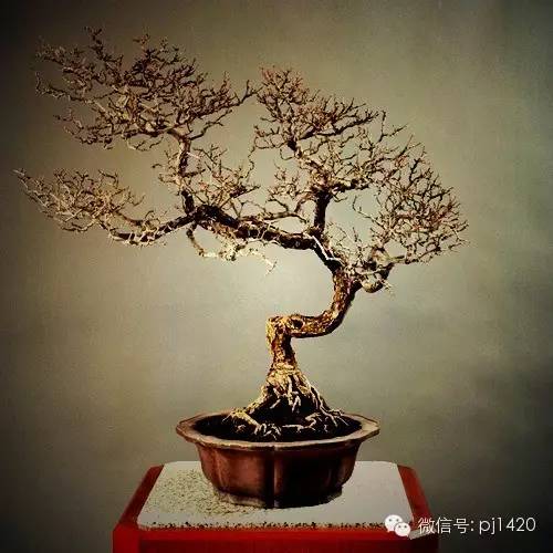 這些盆景，盆盆超過一百歲！ 
