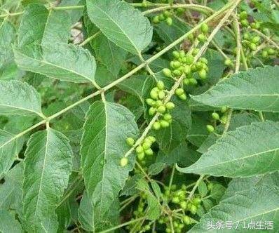 腳上長了難看的雞眼走路會很痛？別急，教你3個方法輕鬆去除雞眼