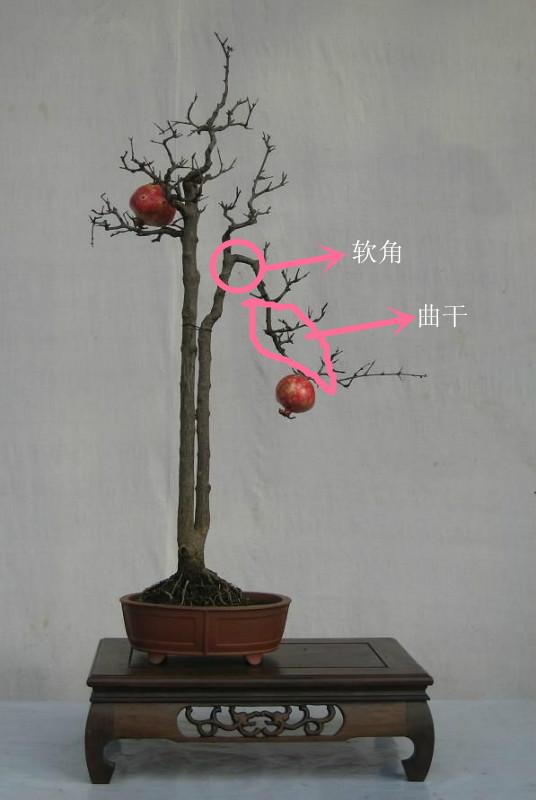 盆景造型中的「跌枝」是怎樣完成的