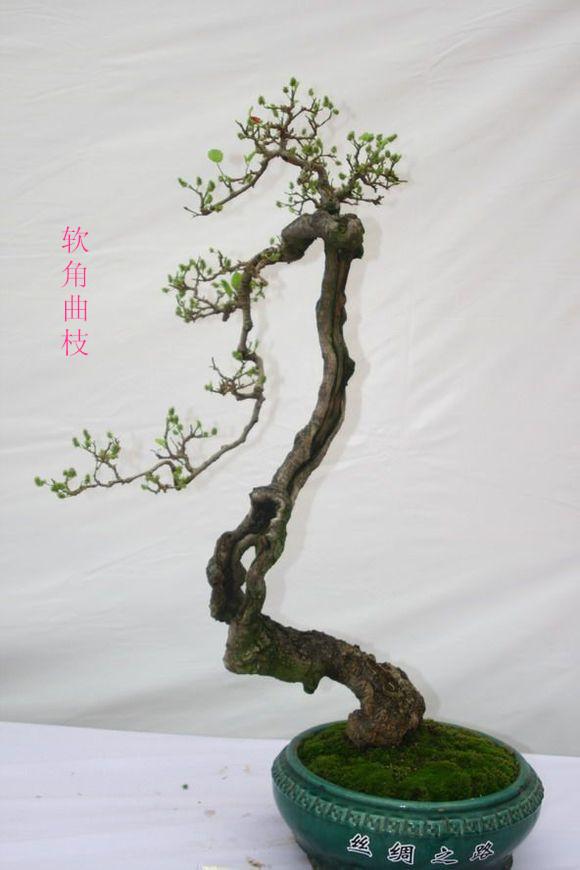 盆景造型中的「跌枝」是怎樣完成的