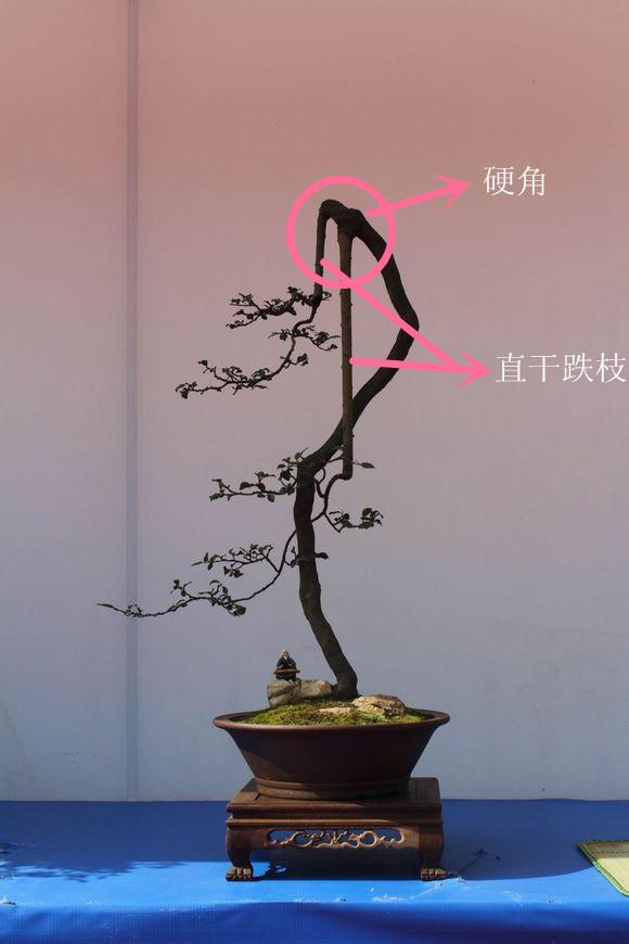 盆景造型中的「跌枝」是怎樣完成的