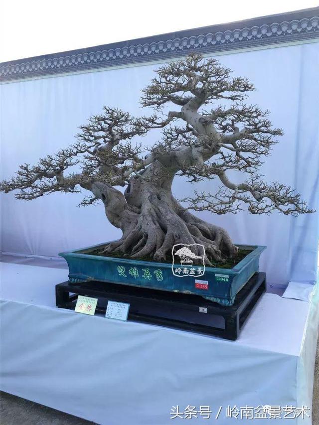 盆景的健康與價值，很大程度取決於根
