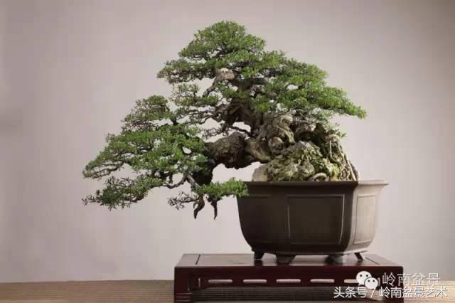 盆景的健康與價值，很大程度取決於根