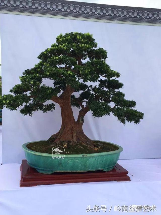 盆景的健康與價值，很大程度取決於根