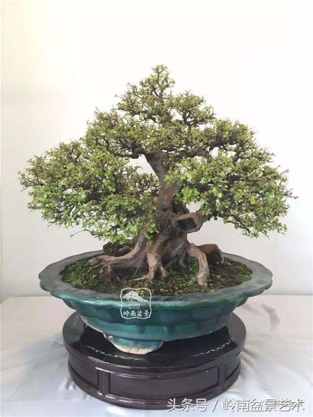 盆景的健康與價值，很大程度取決於根