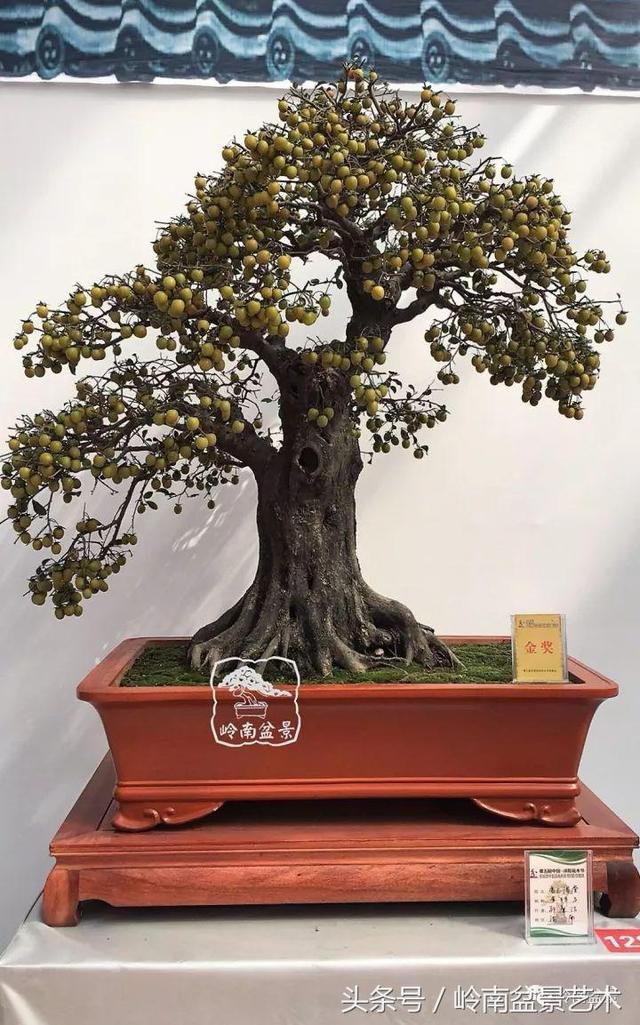 盆景的健康與價值，很大程度取決於根