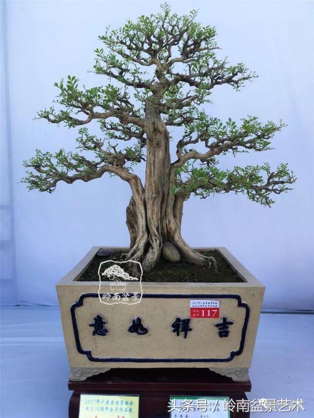 盆景的健康與價值，很大程度取決於根