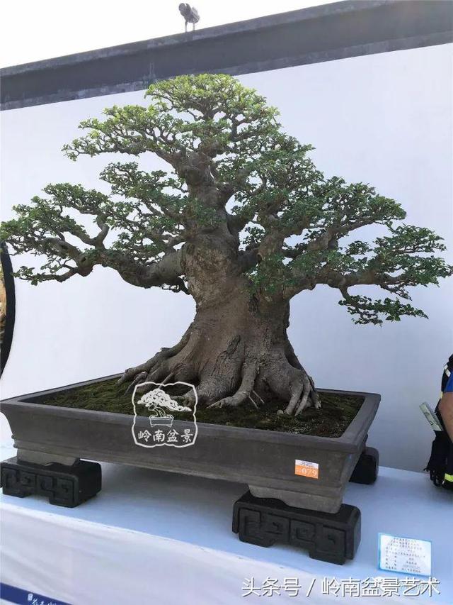 盆景的健康與價值，很大程度取決於根