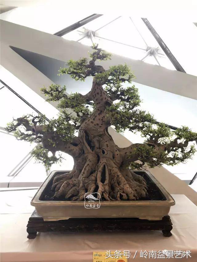 盆景的健康與價值，很大程度取決於根