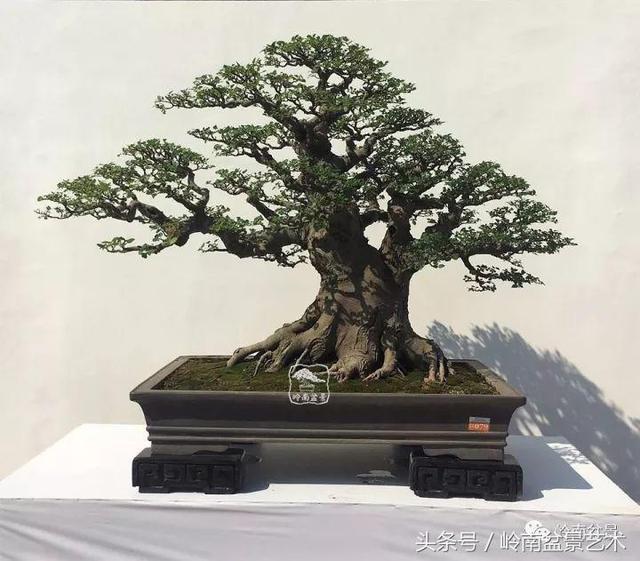 盆景的健康與價值，很大程度取決於根