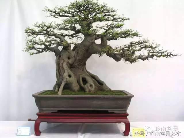 盆景的健康與價值，很大程度取決於根
