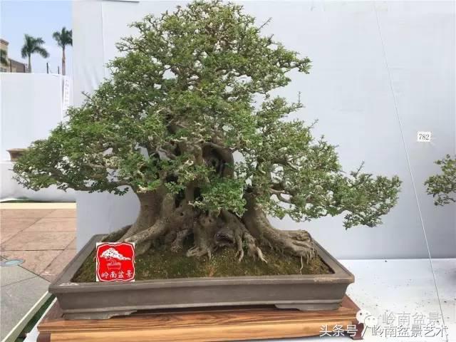 盆景的健康與價值，很大程度取決於根