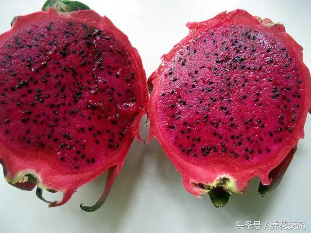 火龍果的籽養成可愛的小盆栽，長滿一盆翠綠的小幼苗