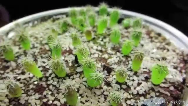 火龍果的籽養成可愛的小盆栽，長滿一盆翠綠的小幼苗