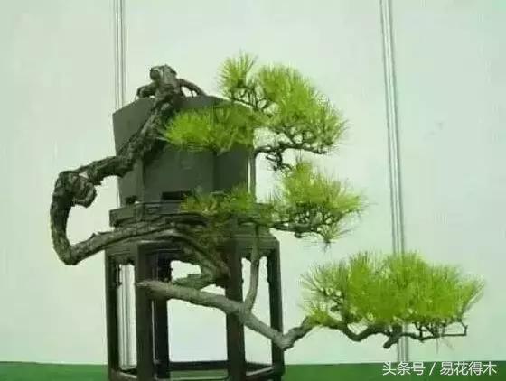 盆景花卉喜陽還是耐陰，教您觀葉辨陰陽