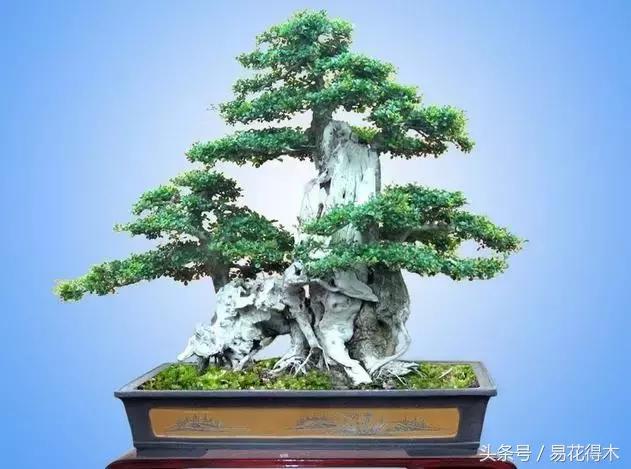 盆景花卉喜陽還是耐陰，教您觀葉辨陰陽