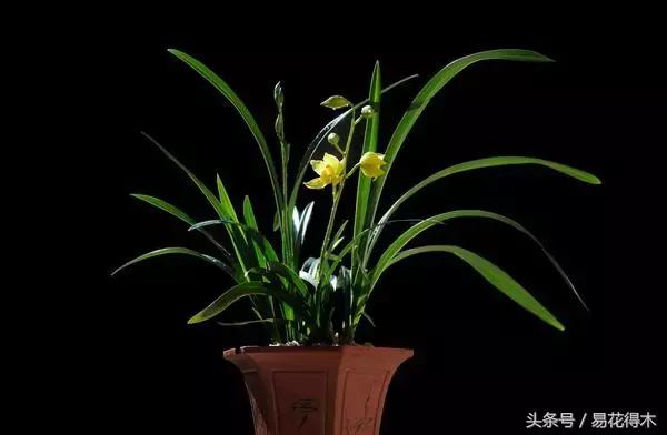 盆景花卉喜陽還是耐陰，教您觀葉辨陰陽