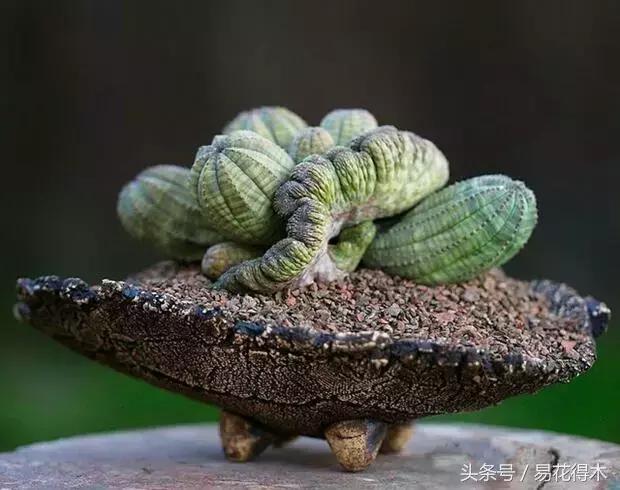 盆景花卉喜陽還是耐陰，教您觀葉辨陰陽