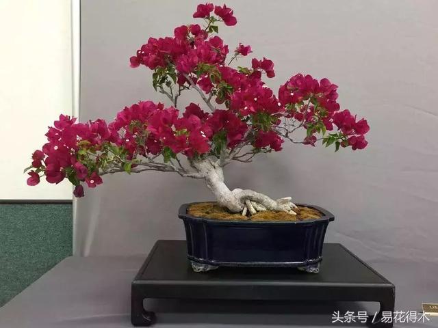 盆景花卉喜陽還是耐陰，教您觀葉辨陰陽