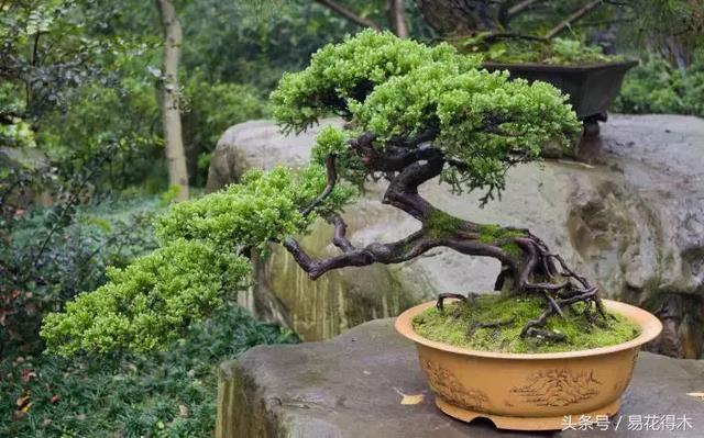 盆景花卉喜陽還是耐陰，教您觀葉辨陰陽