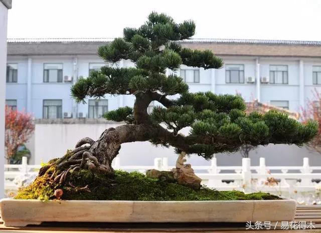 盆景花卉喜陽還是耐陰，教您觀葉辨陰陽