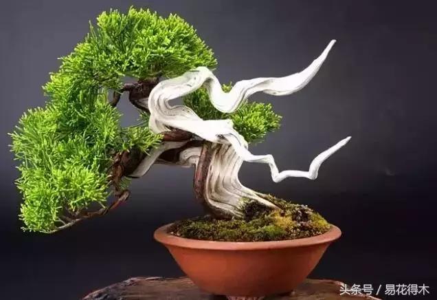 盆景花卉喜陽還是耐陰，教您觀葉辨陰陽