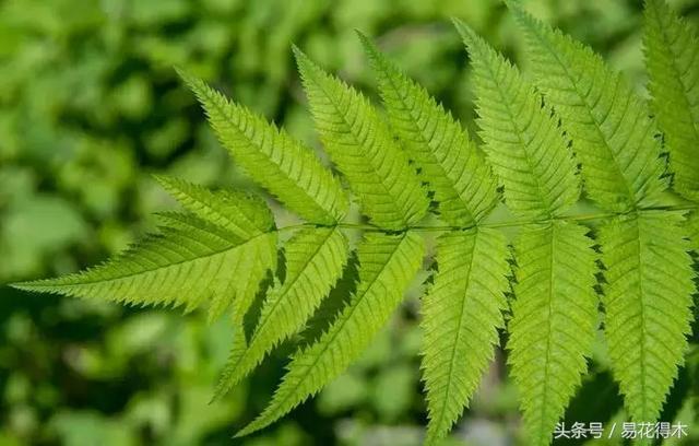 盆景花卉喜陽還是耐陰，教您觀葉辨陰陽