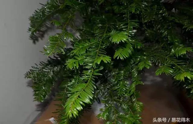 盆景花卉喜陽還是耐陰，教您觀葉辨陰陽