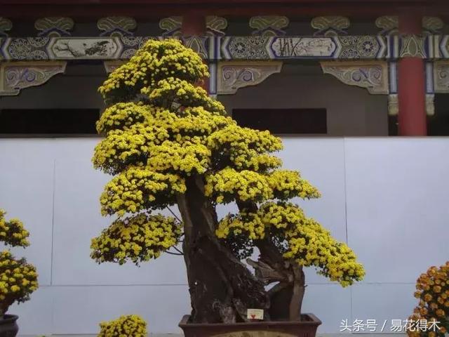 盆景花卉喜陽還是耐陰，教您觀葉辨陰陽