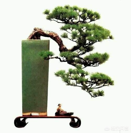 對盆景初學者來說， 挖回來或買回來的樹樁怎樣才算是正確截樁？ 