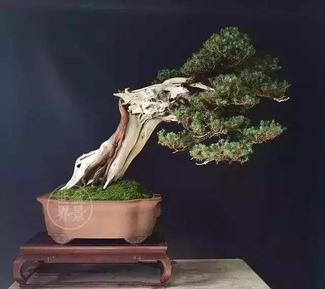 盆景藝術大師史佩元作品欣賞 讓人賞心悅目