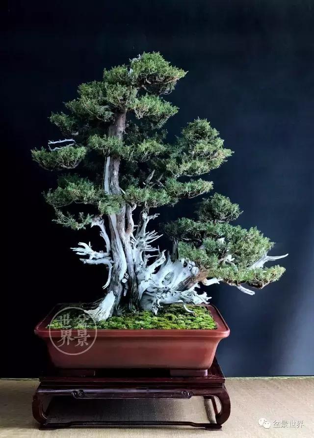 盆景藝術大師史佩元作品欣賞 讓人賞心悅目