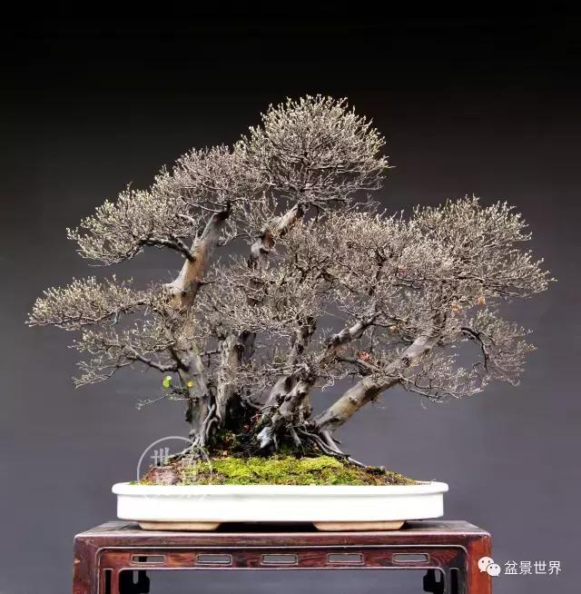 盆景藝術大師史佩元作品欣賞 讓人賞心悅目