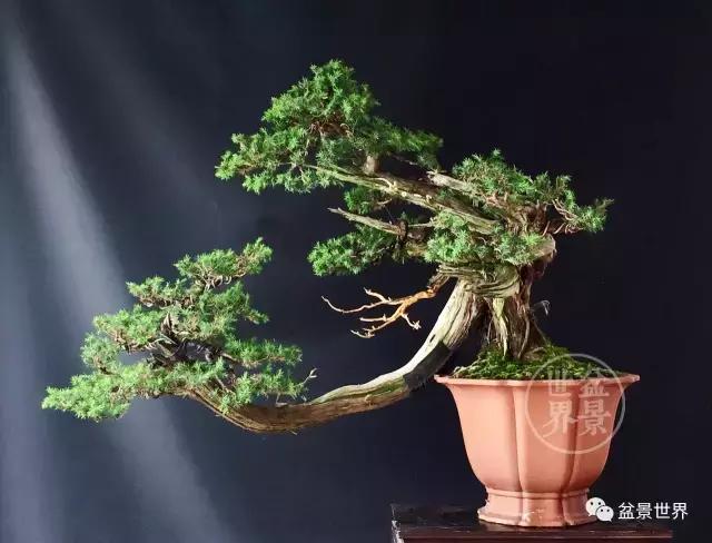 盆景藝術大師史佩元作品欣賞 讓人賞心悅目
