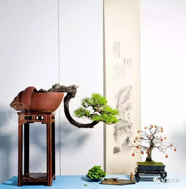 盆景藝術大師史佩元作品欣賞 讓人賞心悅目