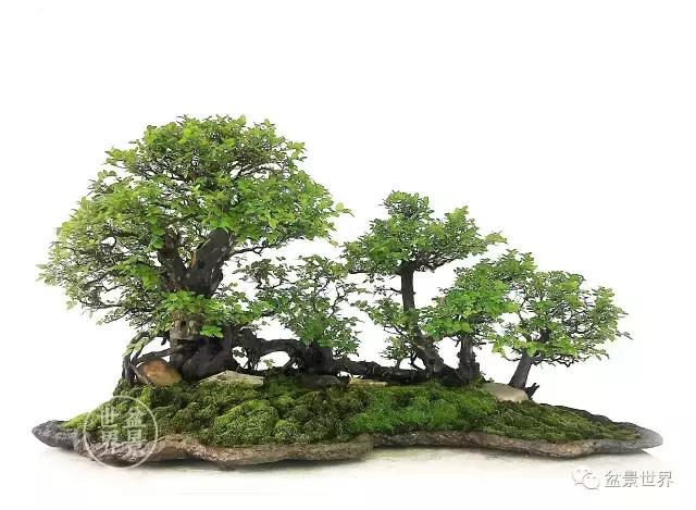 盆景藝術大師史佩元作品欣賞 讓人賞心悅目