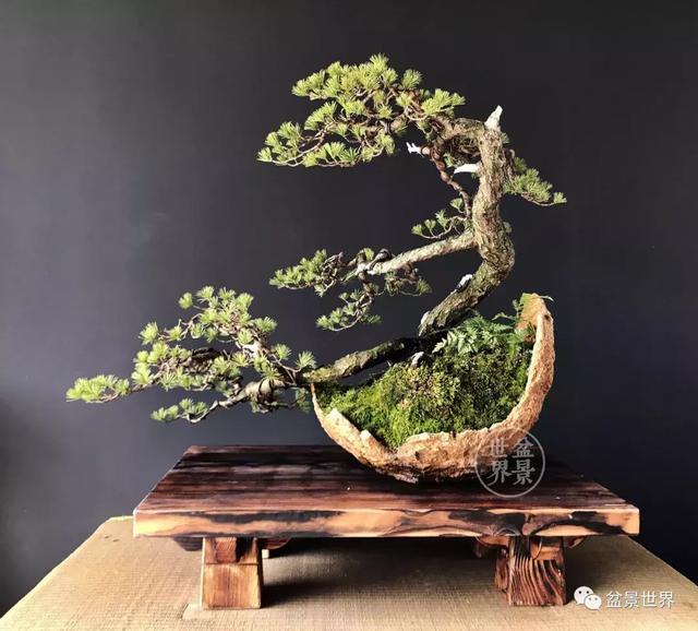 盆景藝術大師史佩元作品欣賞 讓人賞心悅目