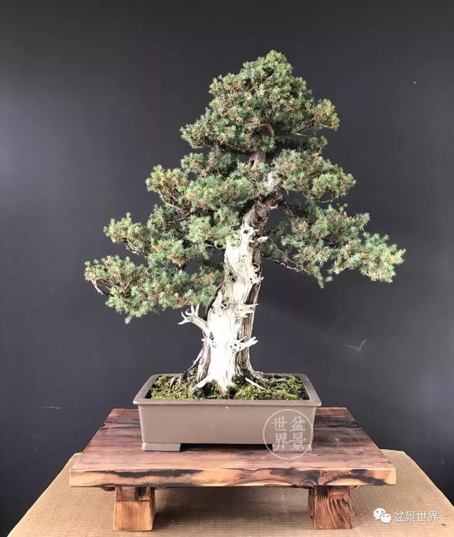 盆景藝術大師史佩元作品欣賞 讓人賞心悅目