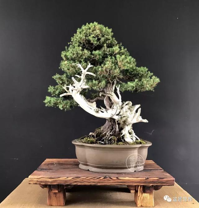 盆景藝術大師史佩元作品欣賞 讓人賞心悅目