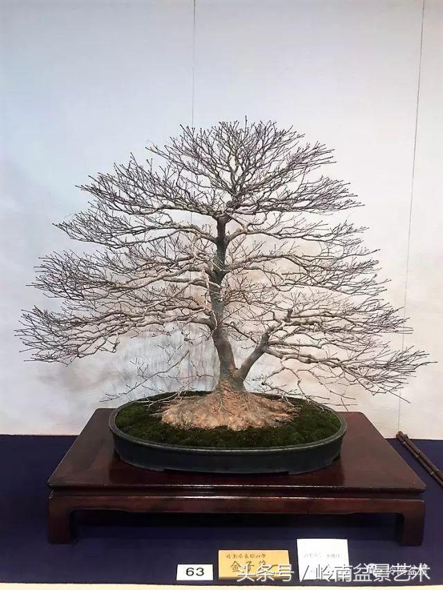 日本、歐洲盆景的板式根盤美不美？