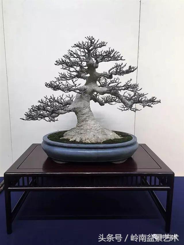 日本、歐洲盆景的板式根盤美不美？