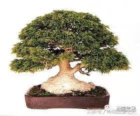 日本、歐洲盆景的板式根盤美不美？