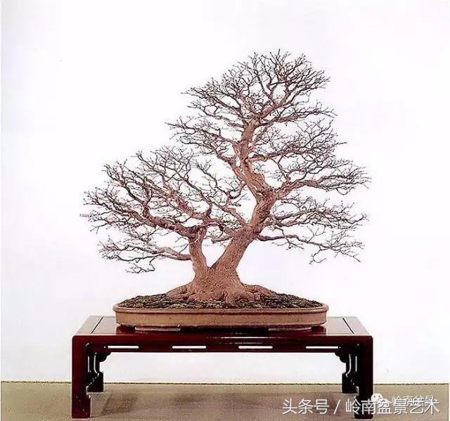 日本、歐洲盆景的板式根盤美不美？