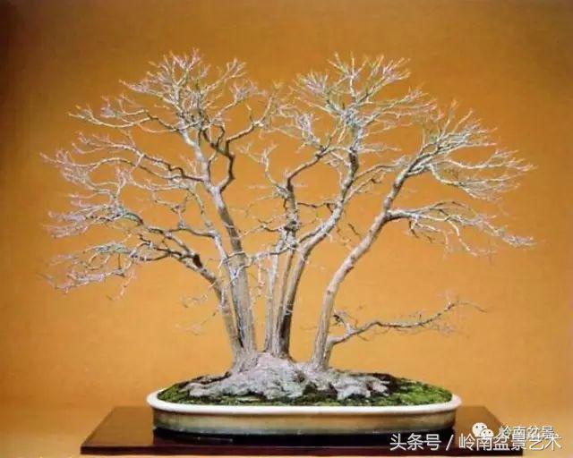 日本、歐洲盆景的板式根盤美不美？