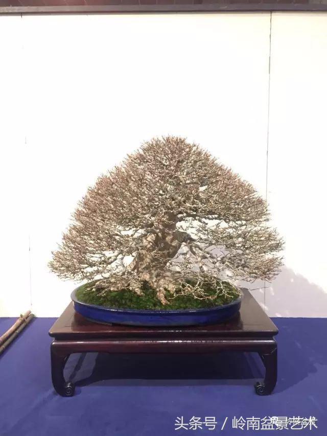 日本、歐洲盆景的板式根盤美不美？