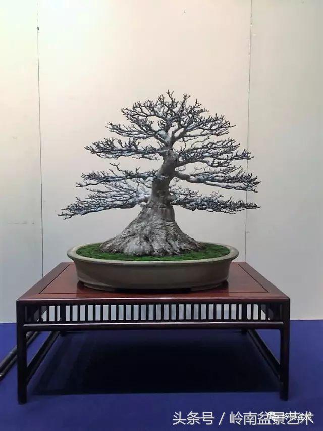 日本、歐洲盆景的板式根盤美不美？