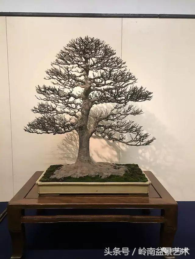 日本、歐洲盆景的板式根盤美不美？